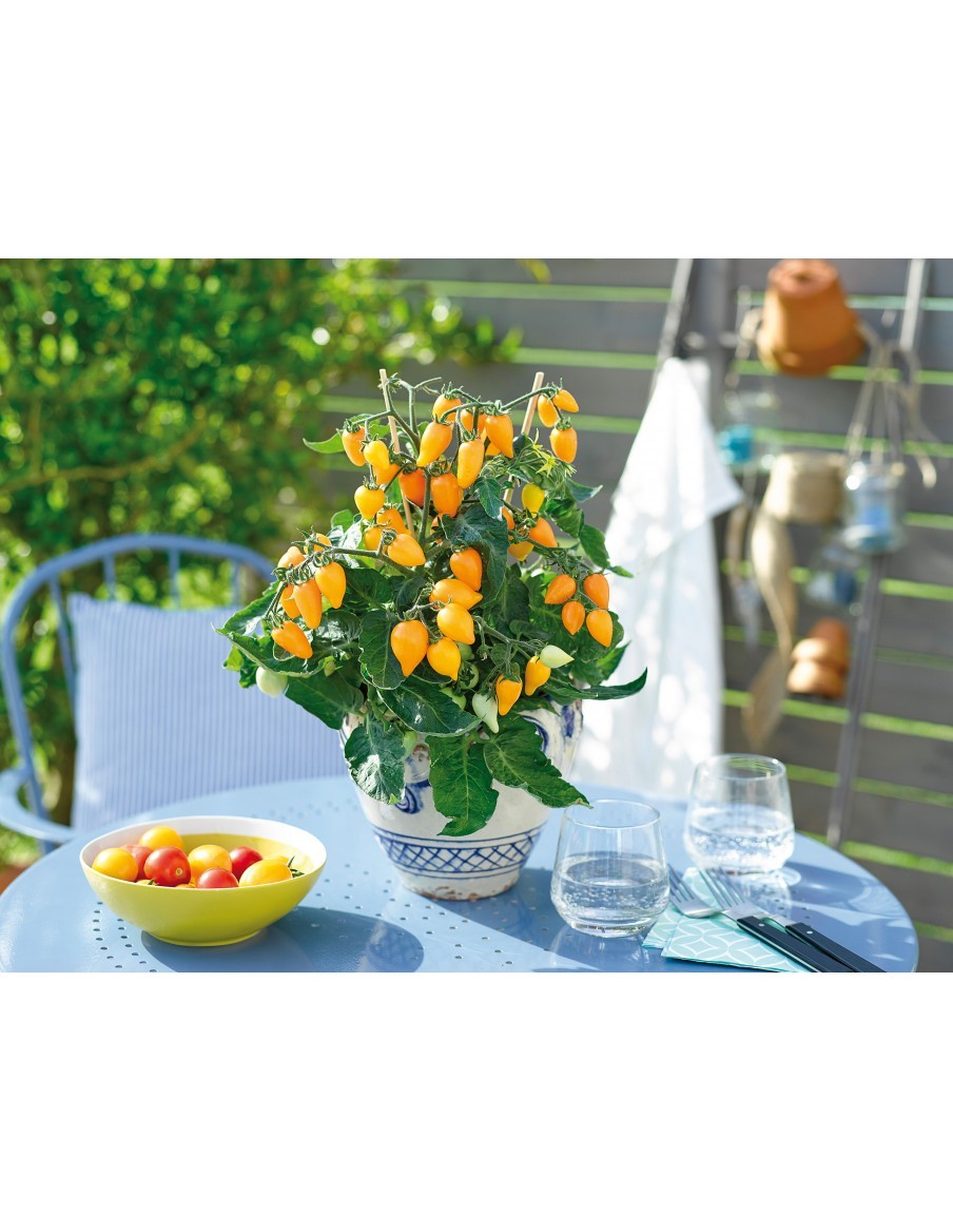 Tomate Prumbella Golden Orange - 2 litres Pépinière de la TAMOA Plants du potager