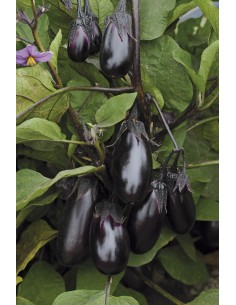 Aubergine Patio baby - 2 litres Pépinière de la TAMOA Plants du potager