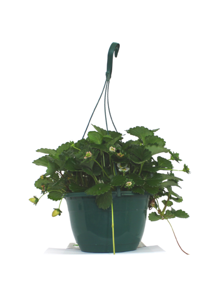Fraisier Loran suspension - 25 cm Pépinière de la TAMOA Plants du potager