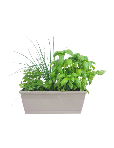 Jardinière d'aromatiques  Plantes aromatiques