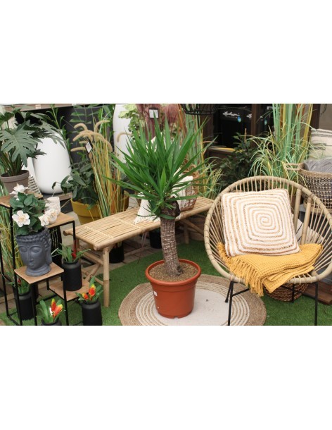 Le Yucca elephantipes  Plante verte 2