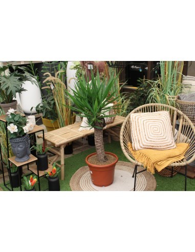 Le Yucca elephantipes  Plante verte
