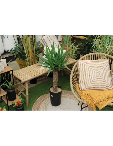 Le Yucca elephantipes  Plante verte