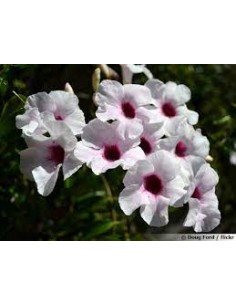 Pandorea Jasminoides -  Pot de 4 litres