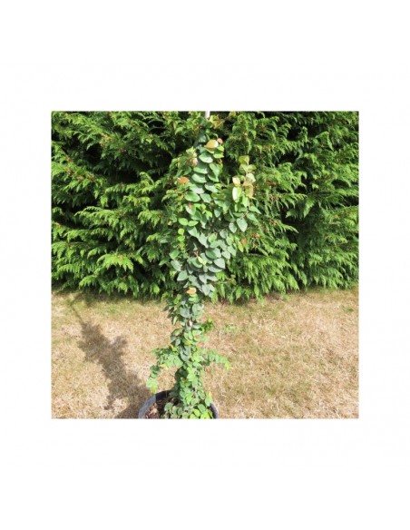 Ficus pumila repens - Pot de 2 litres