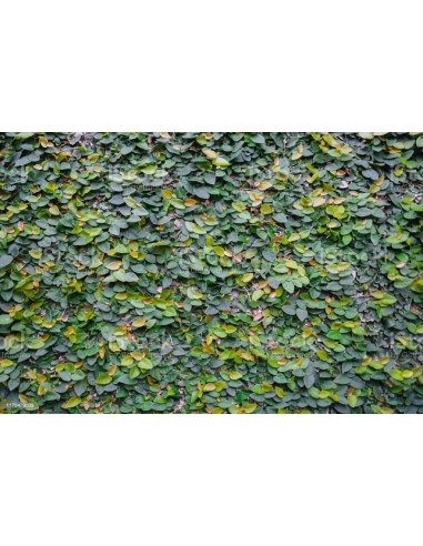 Ficus pumila repens - Pot de 2 litres