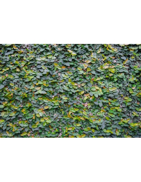 Ficus pumila repens - Pot de 2 litres