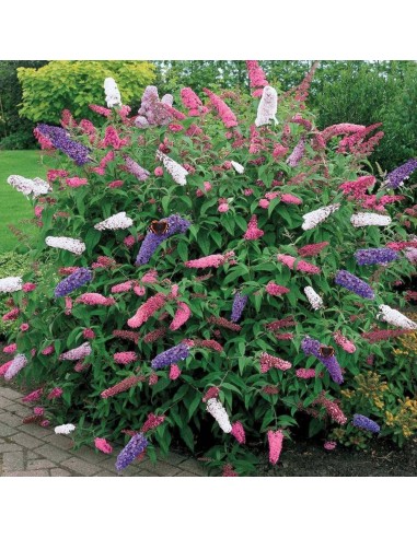 Buddleia ou "Arbre aux papillons" - 2L