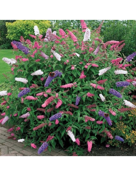 Buddleia ou "Arbre aux papillons" - 2L