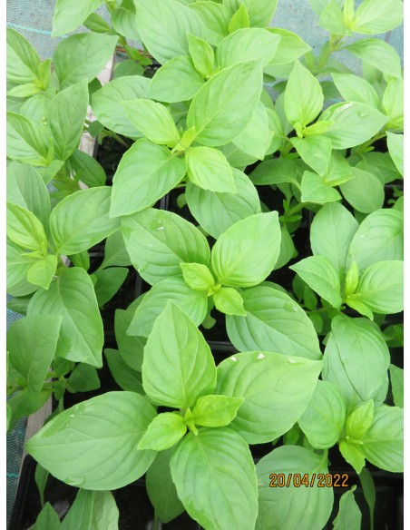 Basilic citron en pot P12 cm Pépinière de la TAMOA Plante aromatique