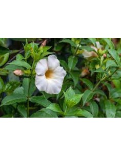 Allamanda blanc