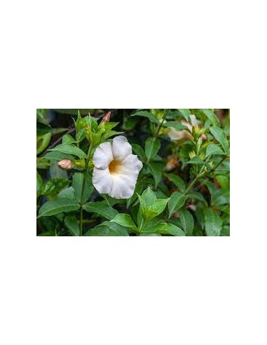 Allamanda blanc