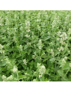 Cataire en pot de 2L Pépinière de la TAMOA Plante à massif 2