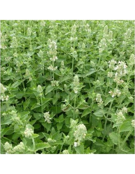 Cataire en pot de 2L Pépinière de la TAMOA Plante à massif