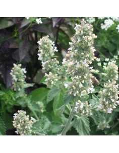 Cataire en pot de 2L Pépinière de la TAMOA Plante à massif