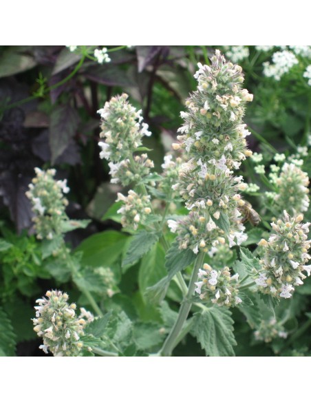 Cataire en pot de 2L Pépinière de la TAMOA Plante à massif