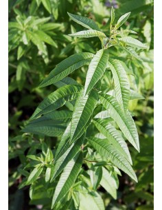 Verveine Citronnelle en pot de 12cm Pépinière de la TAMOA Plantes aromatiques