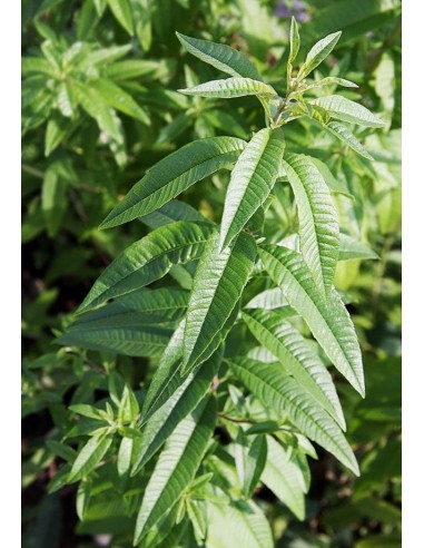 Verveine Citronnelle en pot de 12cm Pépinière de la TAMOA Plantes aromatiques