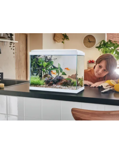 Aquarium Fresh 40 LED Blanc 20L avec Kit de Filtration + Éclairage - Pure Family Pure Family Aquarium pour poisson d'eau froide