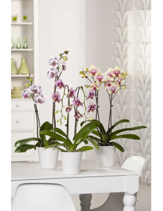 Orchidée Phalaenopsis pot 14 cm Pépinière de la TAMOA Plante fleurie