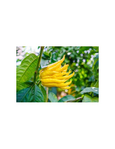 Main de bouddha 3L  Arbres & arbustes fruitiers