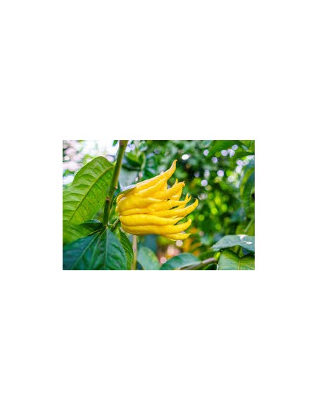 Main de bouddha 3L  Arbres & arbustes fruitiers