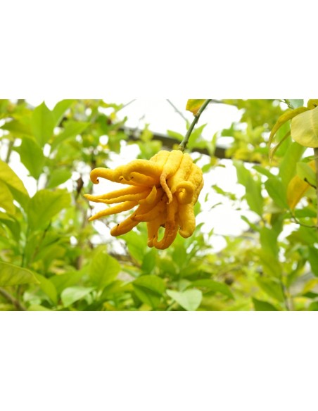 Main de bouddha 3L  Arbres & arbustes fruitiers