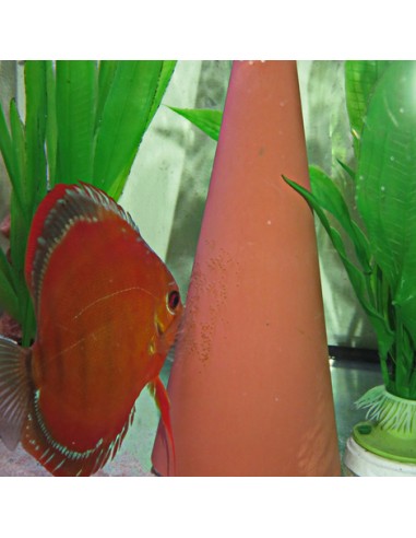Pondoir pour Discus - JBL JBL Soin des poissons