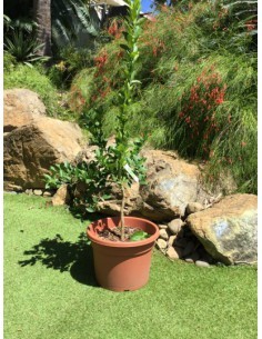 Citronnier - 4 saisons - 10 Litres  Arbres & arbustes fruitiers