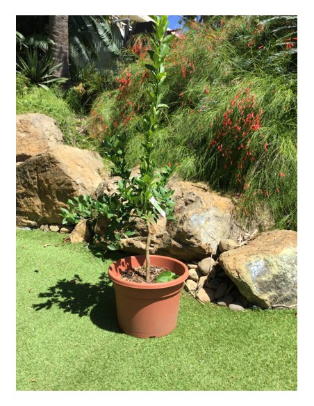 Citronnier - 4 saisons - 10 Litres  Arbres & arbustes fruitiers