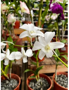 Orchidée Dendrobium pot 14 cm Pépinière de la TAMOA Plante fleurie