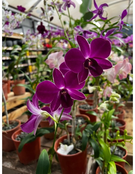 Orchidée Dendrobium pot 14 cm Pépinière de la TAMOA Plante fleurie
