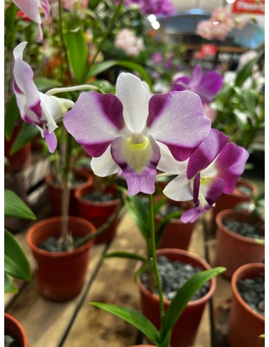 Orchidée Dendrobium pot 14 cm Pépinière de la TAMOA Plante fleurie