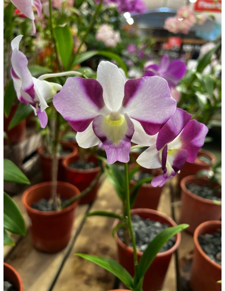 Orchidée Dendrobium pot 14 cm Pépinière de la TAMOA Plante fleurie