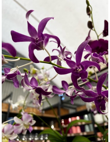 Orchidée Dendrobium pot 14 cm Pépinière de la TAMOA Plante fleurie