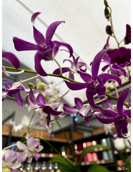 Orchidée Dendrobium pot 14 cm Pépinière de la TAMOA Plante fleurie