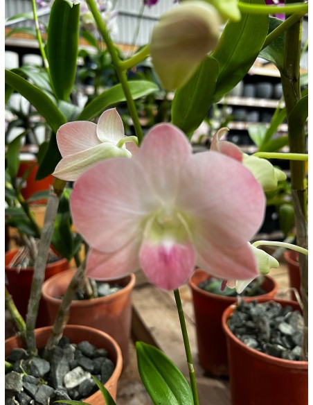 Orchidée Dendrobium pot 14 cm Pépinière de la TAMOA Plante fleurie