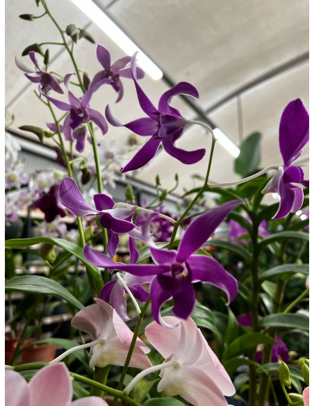 Orchidée Dendrobium pot 14 cm Pépinière de la TAMOA Plante fleurie
