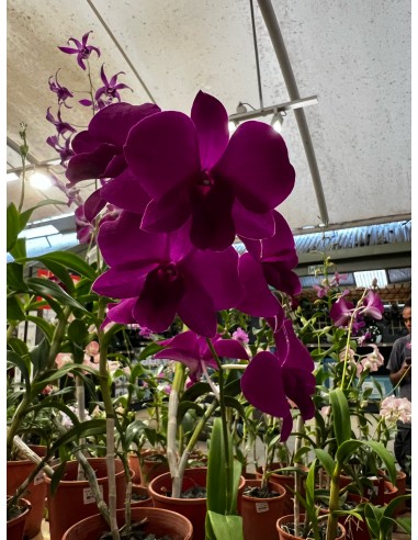 Orchidée Dendrobium pot 14 cm Pépinière de la TAMOA Plante fleurie