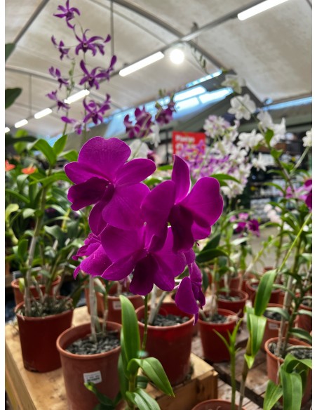 Orchidée Dendrobium pot 14 cm Pépinière de la TAMOA Plante fleurie