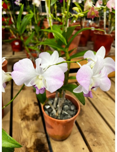 Orchidée Dendrobium pot 14 cm Pépinière de la TAMOA Plante fleurie