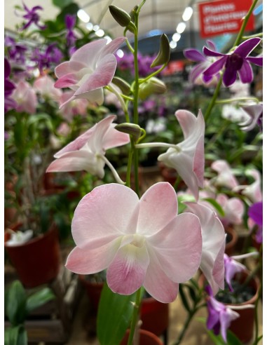 Orchidée Dendrobium pot 14 cm Pépinière de la TAMOA Plante fleurie