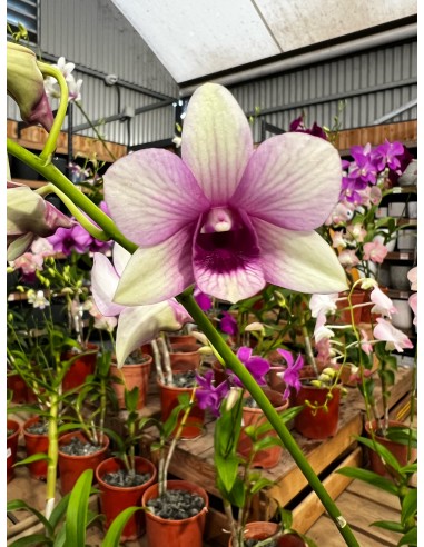 Orchidée Dendrobium pot 14 cm Pépinière de la TAMOA Plante fleurie