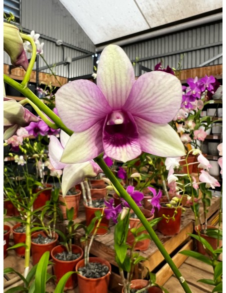 Orchidée Dendrobium pot 14 cm Pépinière de la TAMOA Plante fleurie