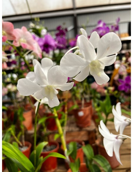 Orchidée Dendrobium pot 14 cm Pépinière de la TAMOA Plante fleurie