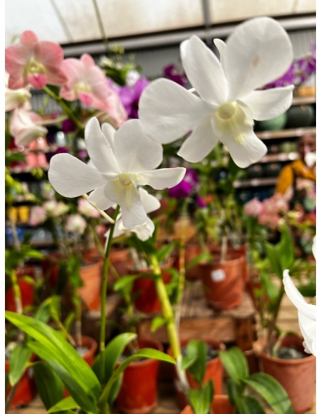 Orchidée Dendrobium pot 14 cm Pépinière de la TAMOA Plante fleurie