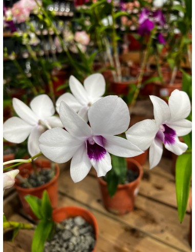 Orchidée Dendrobium pot 14 cm Pépinière de la TAMOA Plante fleurie