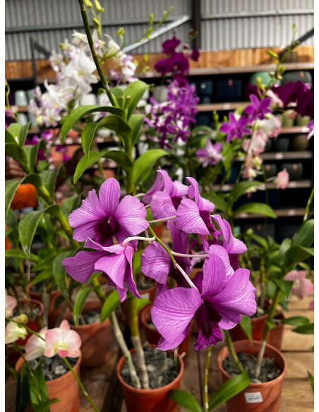 Orchidée Dendrobium pot 14 cm Pépinière de la TAMOA Plante fleurie