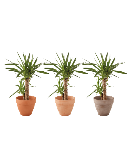 Pot en terre cuite Veneto cotto Ø27 cm - ECLOZ ECLOZ Pot et bac en terre cuite rond