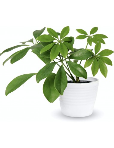 Engrais plantes vertes 1L - Or brun Or Brun Engrais spécifique